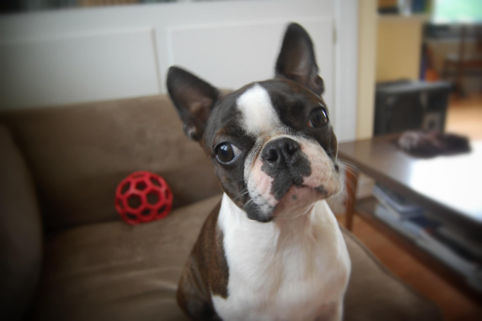 Ella 12/17/2010 – 12/18/2022