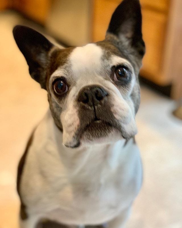Miles turns 10 today!