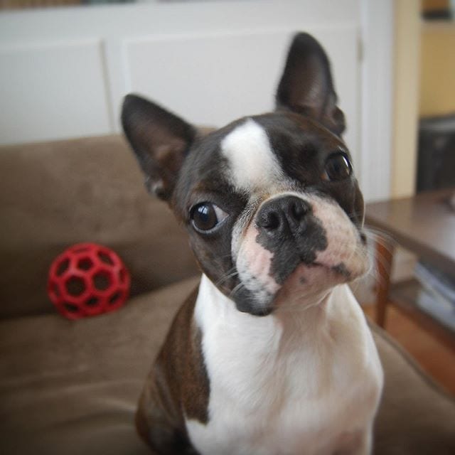 Does Instagram hate puppies?